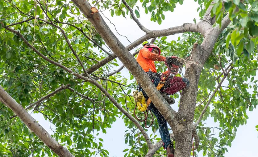 Completed tree work across Charlotte Metro
