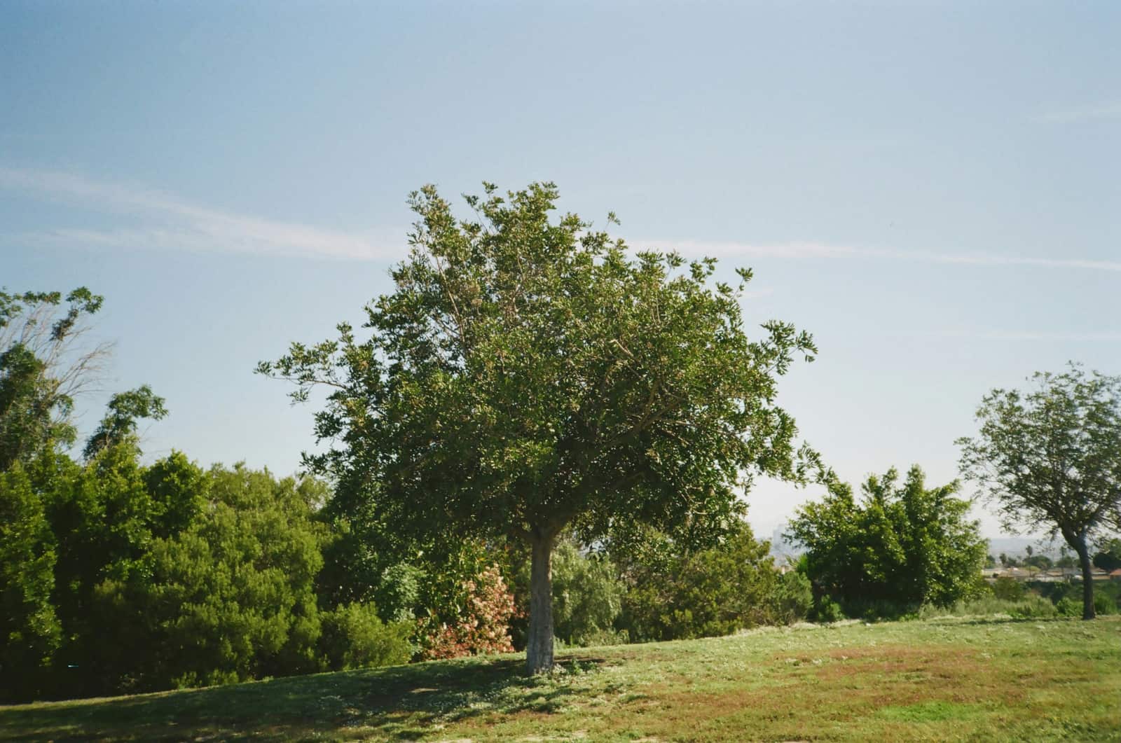 Shrub Rounding