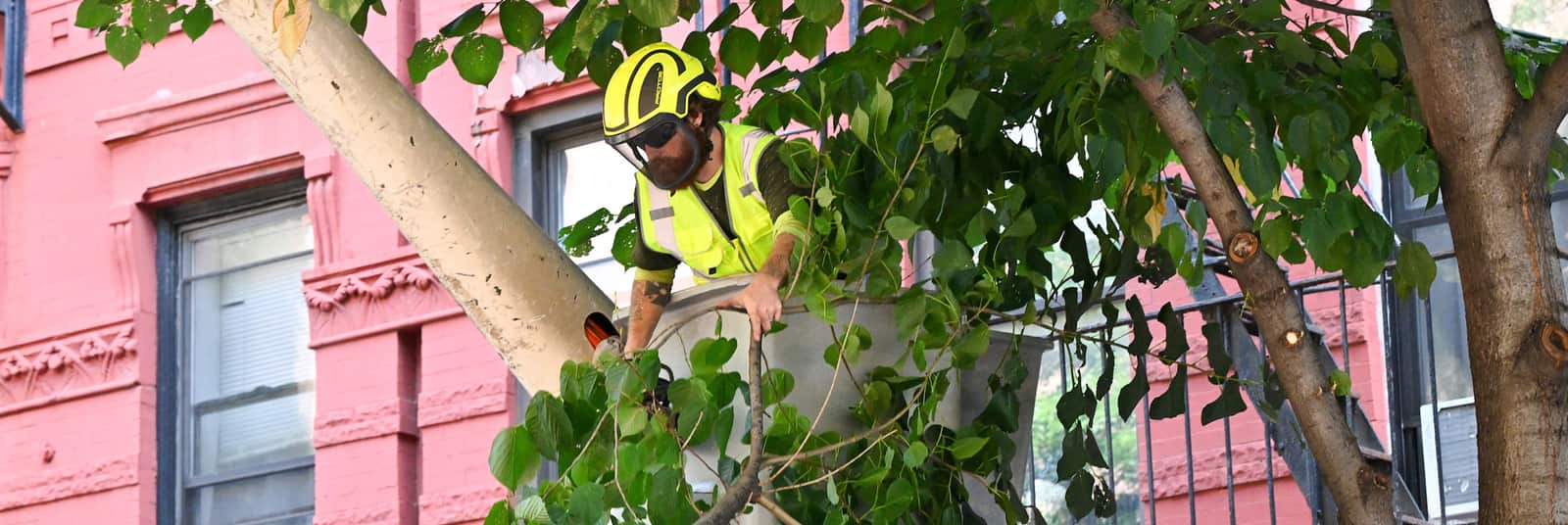 Shrub Shaping