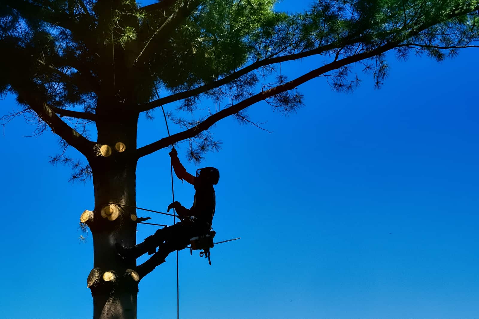 Tree Shaping and Removal