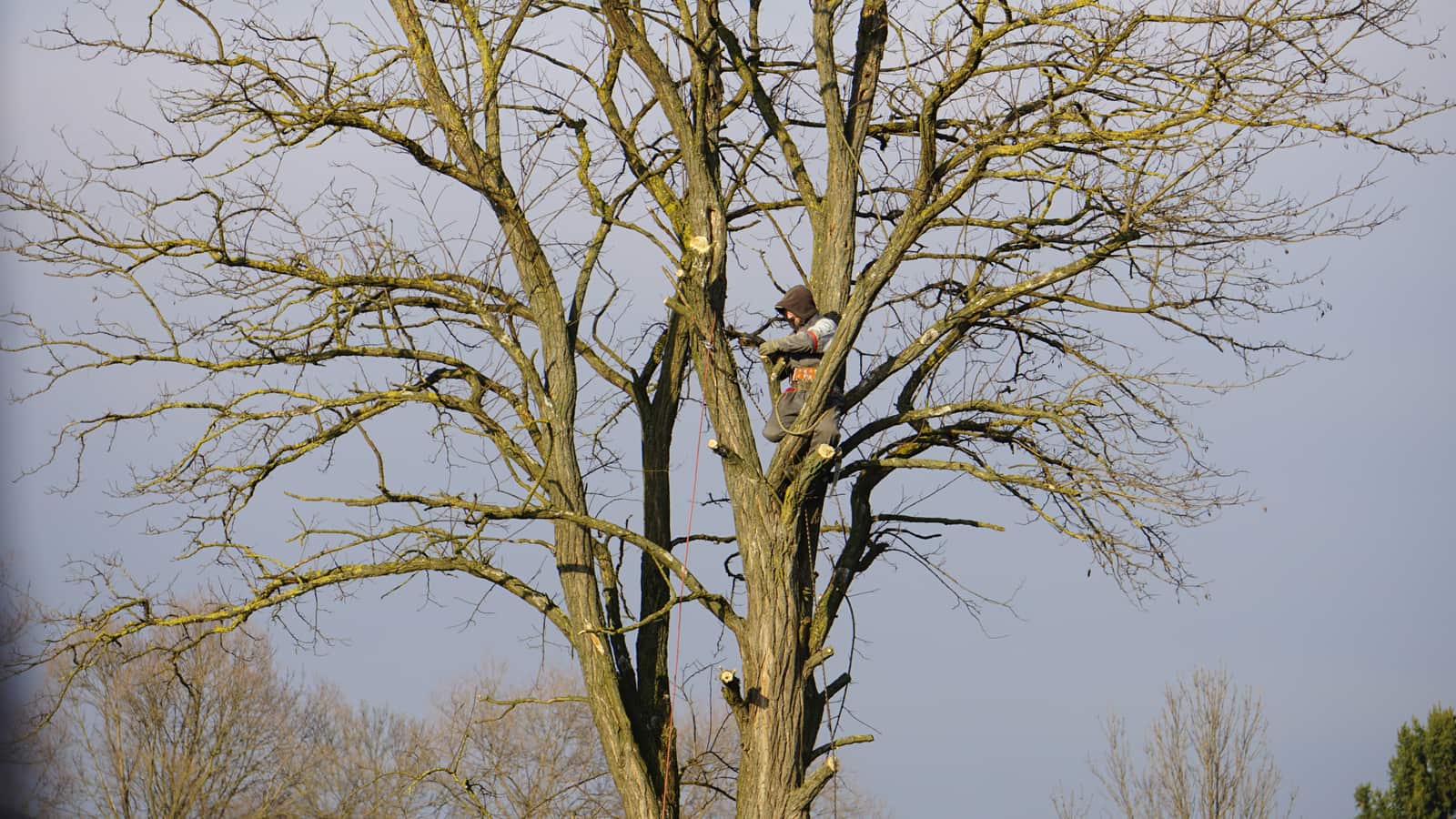 Tree Topping