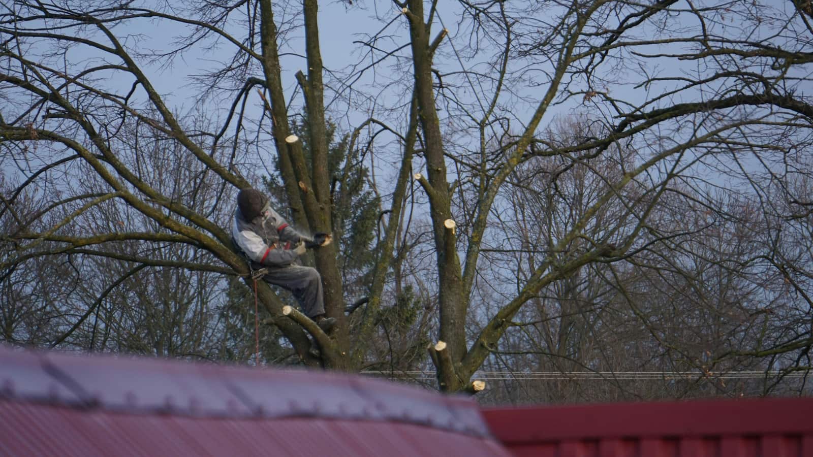 Tree Trimming